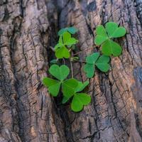 Clovers on a tree trunk photo