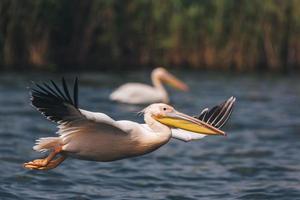 Pelican in flight photo