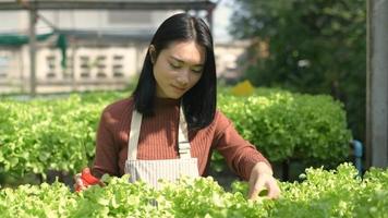 The young woman is cutting wither leaves video