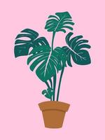 Monstera in plant pot, vector illustration on pastel pink background