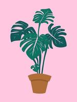 monstera en maceta, ilustración vectorial sobre fondo rosa pastel vector