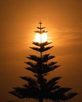 A silhouette shot of a sunset and a pine photo