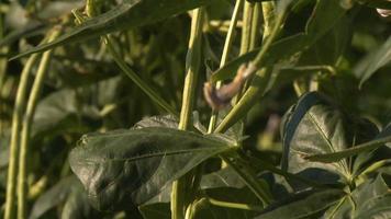Bush de haricots verts avec des fleurs au portugal video