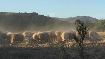 rebanho de ovelhas video