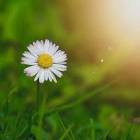 Beautiful white daisy flower in the spring season photo