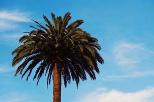 Palm tree and blue sky photo