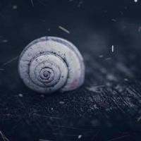 A white snail in nature photo