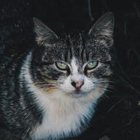 hermoso retrato de gato callejero