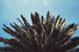 Palm tree and blue sky photo