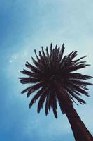 Palm tree and blue sky photo