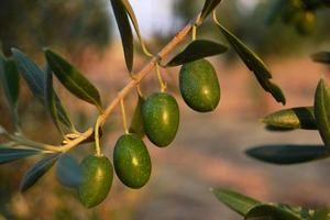 Aceitunas madurando en un árbol durante la puesta de sol foto