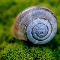 un caracol blanco en la naturaleza foto