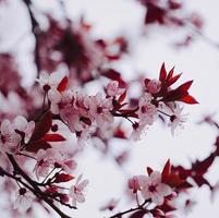 Pink flower plant in nature in the spring season photo