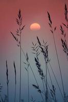 Dry flower plants and sunset in nature photo
