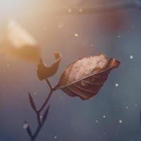 Brown leaf in the autumn season photo