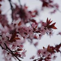 Pink flower plant in nature in the spring season photo