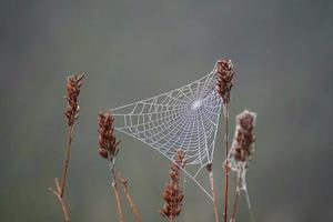 Spider web on the dry plants in nature photo