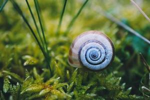 White snail in nature