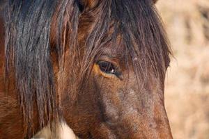 un hermoso retrato de caballo marrón foto