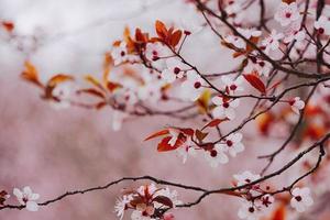 Pink flower plant in nature in the spring season photo