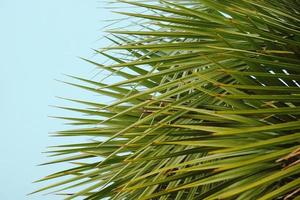 Green palm tree leaves photo