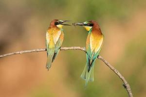 Pair of European bee-eaters photo