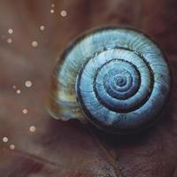 White snail in nature photo