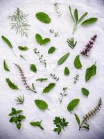 Collection of herbs photo
