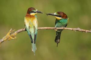 Pair of European bee-eaters