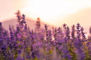 campo de lavanda al atardecer foto