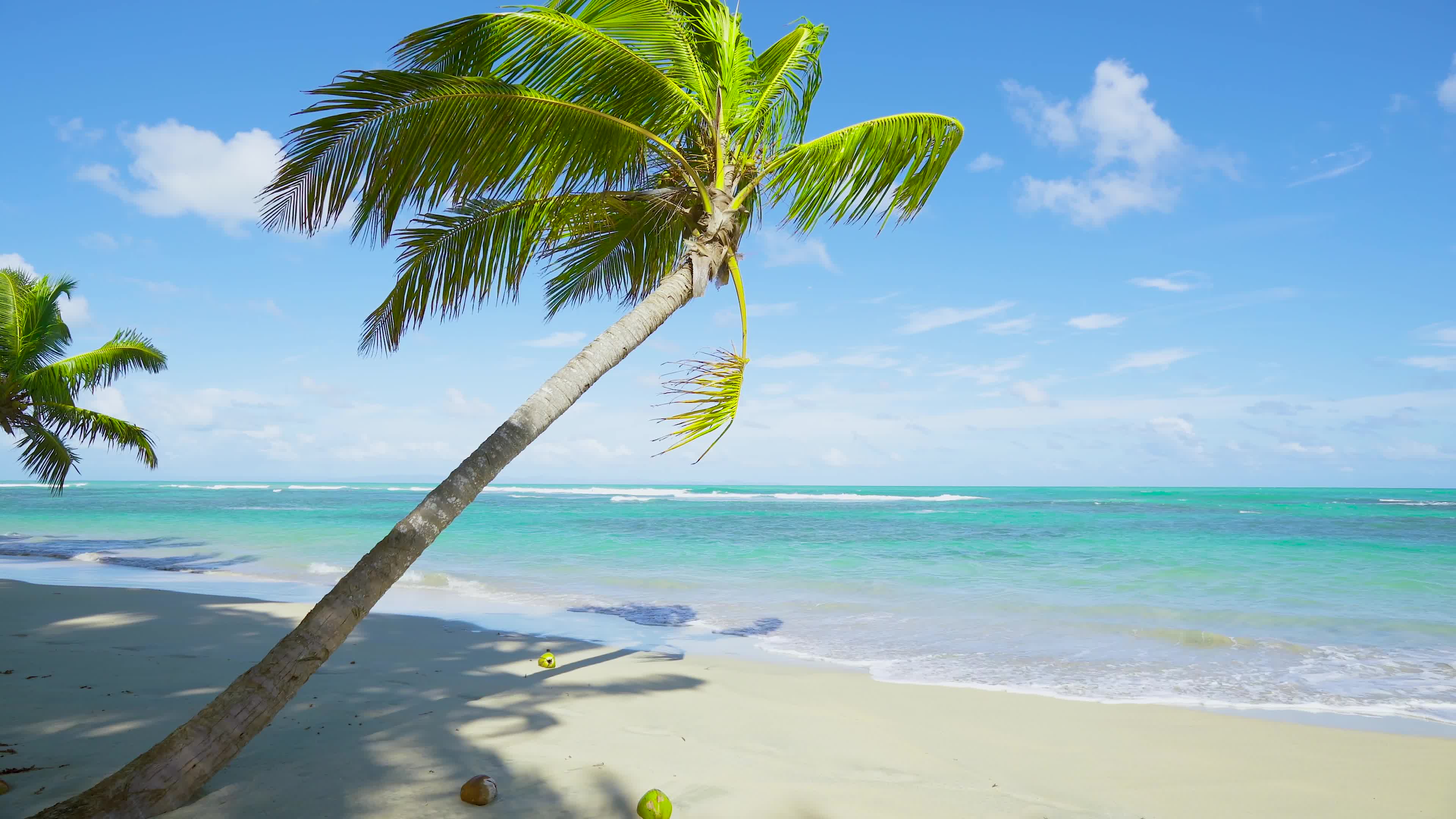 Palm tree on the Dominican Republic beach 2044820 Stock Video at Vecteezy