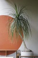 Interior design with an indoor plant photo