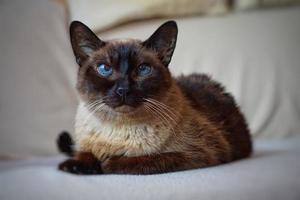 A beautiful Siamese cat portrait photo