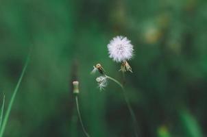 Wild flowers in nature photo