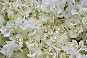 Bouquet of small white flowers of bouganvillea photo