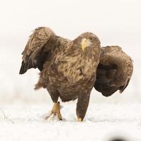White-tailed eagle walking through the snow