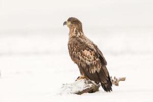 Águila de cola blanca en ambiente natural de invierno foto