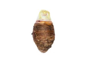 Taro isolated on white background photo
