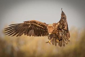 White-tailed eagle spreading wings photo