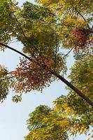 Blue sky embraces green trees photo