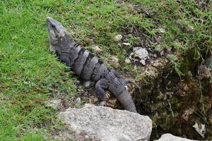 Beautiful iguana in the jungle of Mexico photo