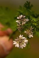 primer plano de una rosa blanca en un jardín foto