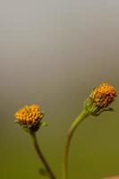 Two orange flowers close-up photo
