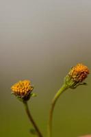 primer plano de dos flores naranjas foto