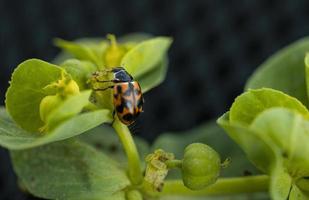 Ladybird insect over a green plant photo