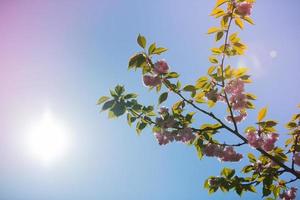 árbol de flor de cerezo de primavera en saint louis foto