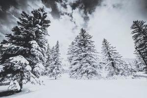 Winter in Colorado Springs photo