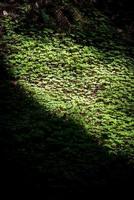 Green grass field during daytime photo