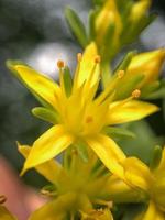 Narcisos amarillos en flor durante el día foto