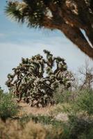 Árbol verde en el campo de hierba marrón durante el día foto